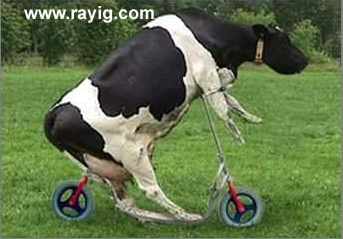 vache-velo