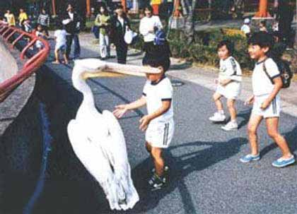 pelican pinceur