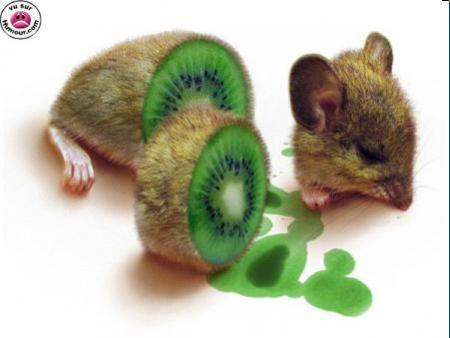 souris-kiwi