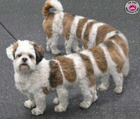 chien_etrange