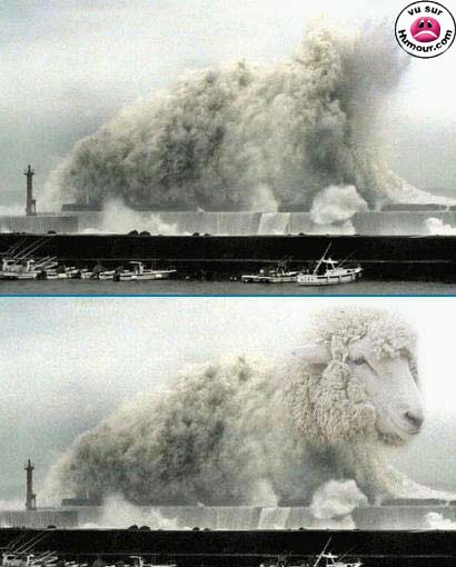 illusion_mouton