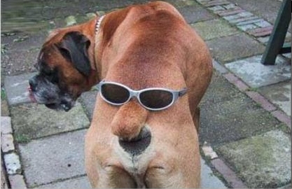 chien