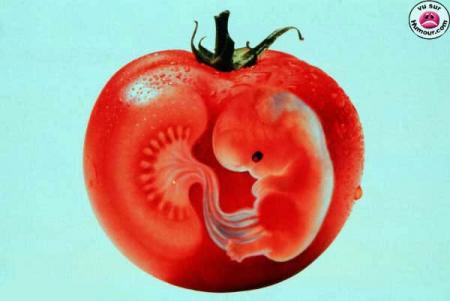 tomate_foetus
