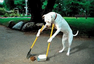 chien