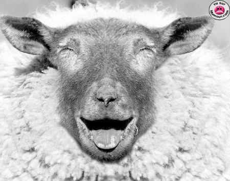 mouton