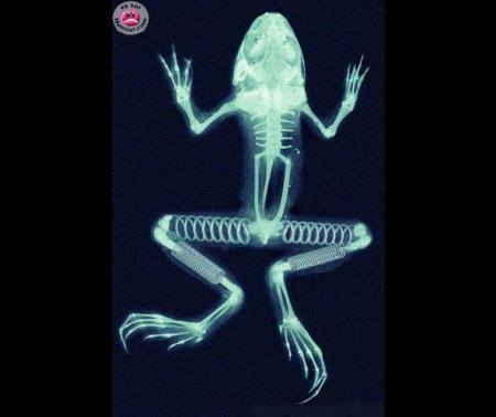 grenouille
