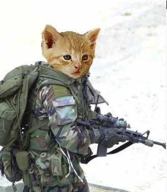 chat de guerre