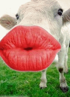 vache_gros bisou